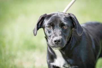 Rescued dog on the meadow during obedience and socialization training. Dog are also photographed in purpose of adoption