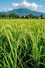 Obraz premium a close up of a field of green grass with a mountain in the background