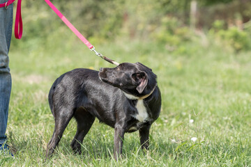 Rescued dog on the meadow during obedience and socialization training. Dog are also photographed in...