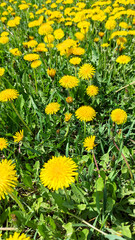 Close-up view of vibrant yellow dandelion flowers growing naturally in lush green grass under a clear blue sky