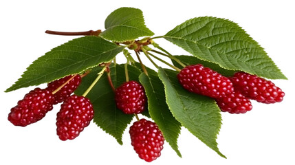 Isolated Photo Of Red Berries With Green Leaves On Transparent Background