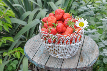 Full wicker basket with just picked fresh red ripe strawberries on wooden desks.