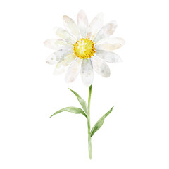 Fototapeta premium Beautiful Single Daisy Flower with Green Leaves Isolated Hand Drawn Watercolor Painting Illustration