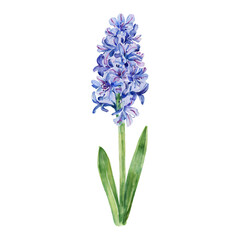Fototapeta premium Elegant Hyacinth Flower with Green Leaves Isolated Hand Drawn Watercolor Painting Illustration
