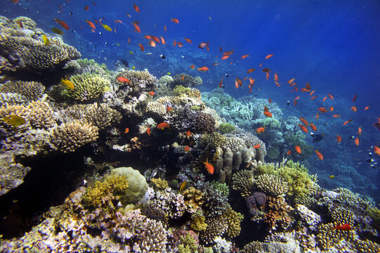 Coral Reef in the Red Sea with Lyretail Anthias, Red Sea. Egypt