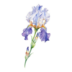 Elegant Iris Flower with Buds Isolated Hand Drawn Watercolor Painting Illustration