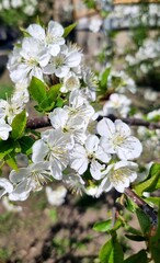 cherry blossom with white flowers