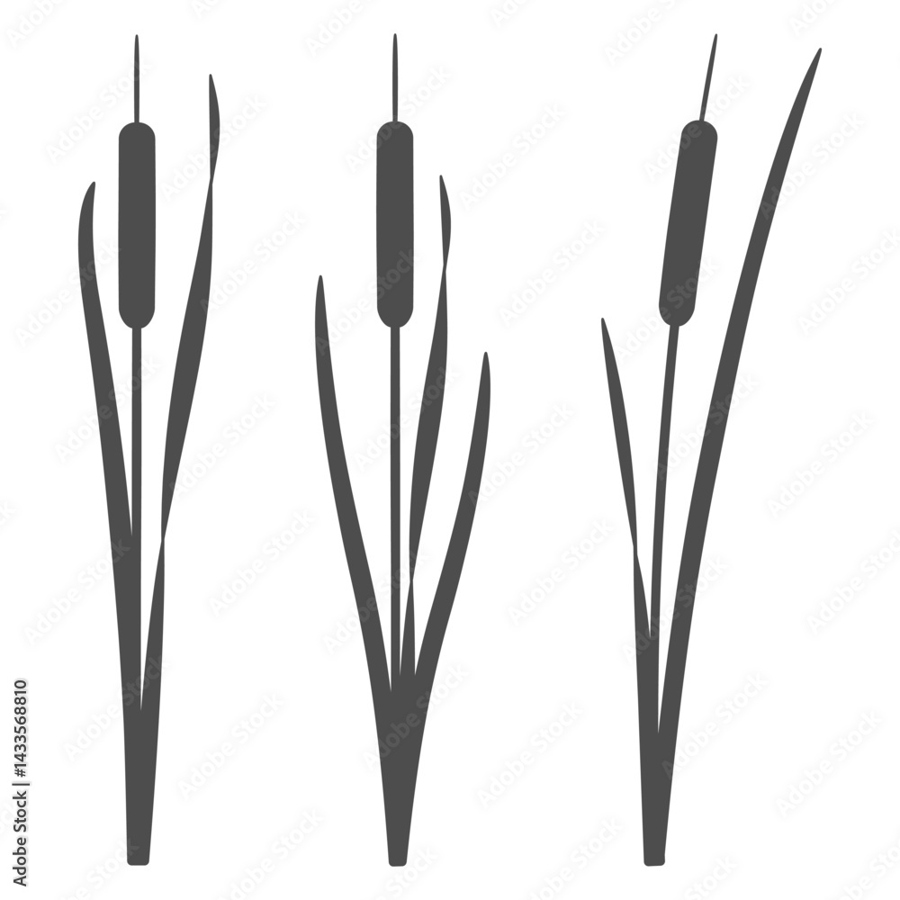 Poster set of black and white illustrations with cattails, reeds. isolated vector objects on white backgrou