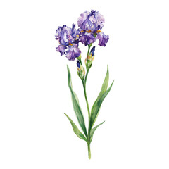 Obraz premium Elegant Purple Iris Flowers with Green Leaves Isolated Hand Drawn Watercolor Painting Illustration