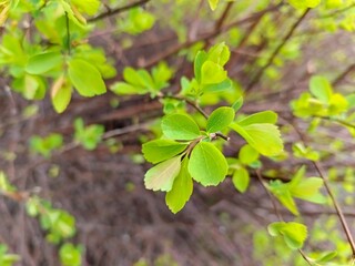 Green leaves on the branches of a bush in the spring. Natural background