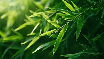 Obraz premium Lush bamboo leaves in sunlight
