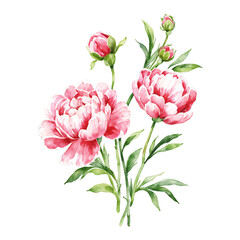Fototapeta premium Peony Flowers with Green Leaves and Buds Isolated Hand Drawn Watercolor Painting Illustration
