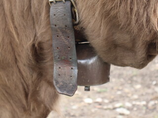 Cloche tenu par une bande en cuir autour du cou d'une vache