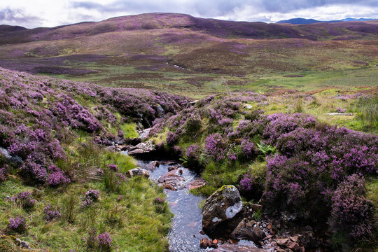 Purple heather, also called Wild Mountain Thyme, creates a dreamy landscape in the central Scotish highlands.