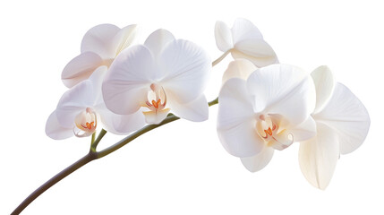 Elegant White Orchid Blossom on Pure White Background
