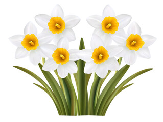 Realistic Digital Illustration of White Daffodils with Yellow Centers on Transparent Background