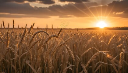 A vibrant sunset illuminates a wheat field, casting a warm glow over the rural landscape.