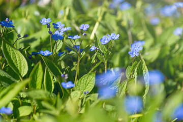 Beautiful small blue flowers of Omphalodes verna. the creeping navelwort