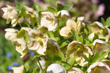 Beautiful white flowers Helleborus orientalis. the Lenten rose.