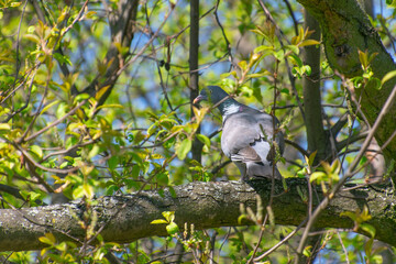 The common wood pigeon (Columba palumbus) sits on a branch.