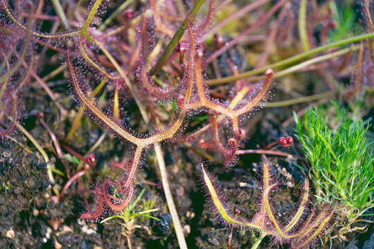 Drosera binata, the forked sundew, fork-leaved sundew. a carnivorous plant.
