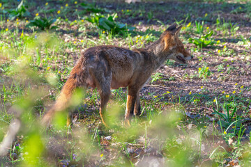 Fox searching for food during the day.