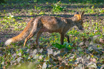 Fox searching for food during the day.