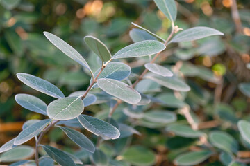 Obraz premium Beautiful green leaves of Feijoa sellowiana.