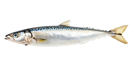 Naklejka premium Anchovy Fish on White Background - Professional Seafood Photography