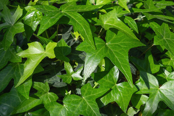 Beautiful bright green ivy leaves.