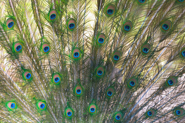 Fototapeta premium The Indian peafowl (Pavo cristatus), blue peafowl. the common peafowl spread its tail. Beautiful plumage.