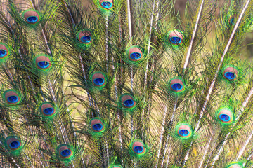 The Indian peafowl (Pavo cristatus), blue peafowl. the common peafowl spread its tail. Beautiful...