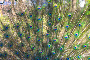 Obraz premium The Indian peafowl (Pavo cristatus), blue peafowl. the common peafowl spread its tail. Beautiful plumage.