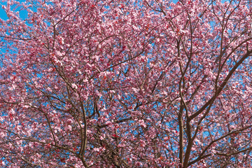 Pink blossom tree. Spring bloom. Warm atmosphere.