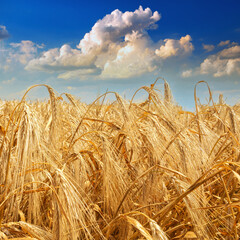 Golden Field with wheat harvest against a blue cloudy sky