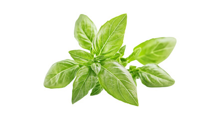 Fresh Basil Flower on White Background for Culinary Designs and Herbal Concepts