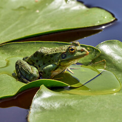 Marsh frog sitting on a water lily leaf in the picturesque forest lake in the Dnieper Delta
