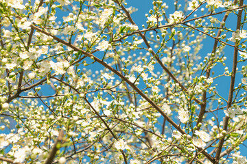 White flowers on tree branches against blue sky. Spring blossom. Warm atmosphere.