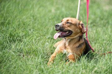Rescued dog on the meadow during obedience and socialization training. Dog are also photographed in purpose of adoption