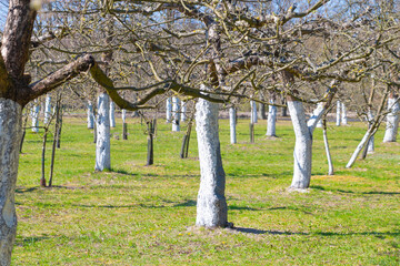 Whitewashed young trees in a large garden.