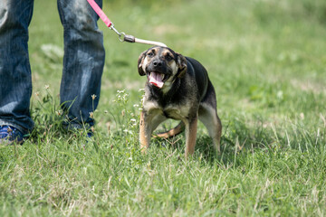 Rescued dog on the meadow during obedience and socialization training. Dog are also photographed in...