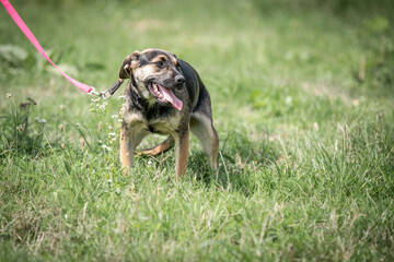 Rescued dog on the meadow during obedience and socialization training. Dog are also photographed in...