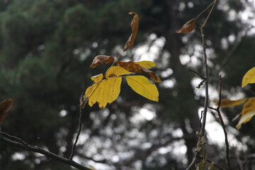 autumn leaves on the tree