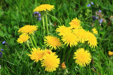 Beautiful yellow dandelions on meadow in spring