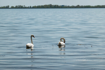 Beautiful elegant swan on Zemplínska Širava, Slovakia