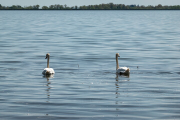 Beautiful elegant swan on Zemplínska Širava, Slovakia