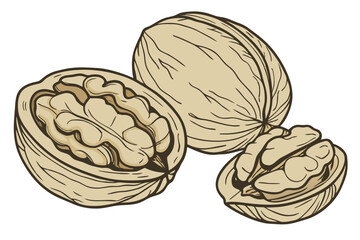 84 Realistic walnuts, macro photography, detailed textures, cracked open walnut shells, walnut kernels, beige and brown tones, isolated on white background, high contrast, studio lighting, food photog