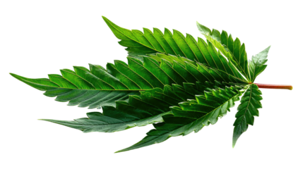 Green Cannabis Leaf: A vibrant green cannabis leaf, showcasing its distinctive serrated edges and intricate venation, isolated in a captivating botanical study.