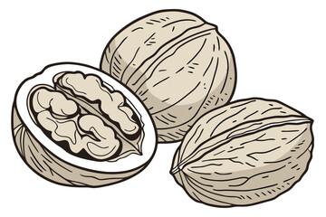 84 Realistic walnuts, macro photography, detailed textures, cracked open walnut shells, walnut kernels, beige and brown tones, isolated on white background, high contrast, studio lighting, food photog