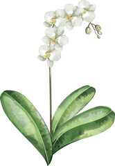 watercolor_white_orchid_flower.eps